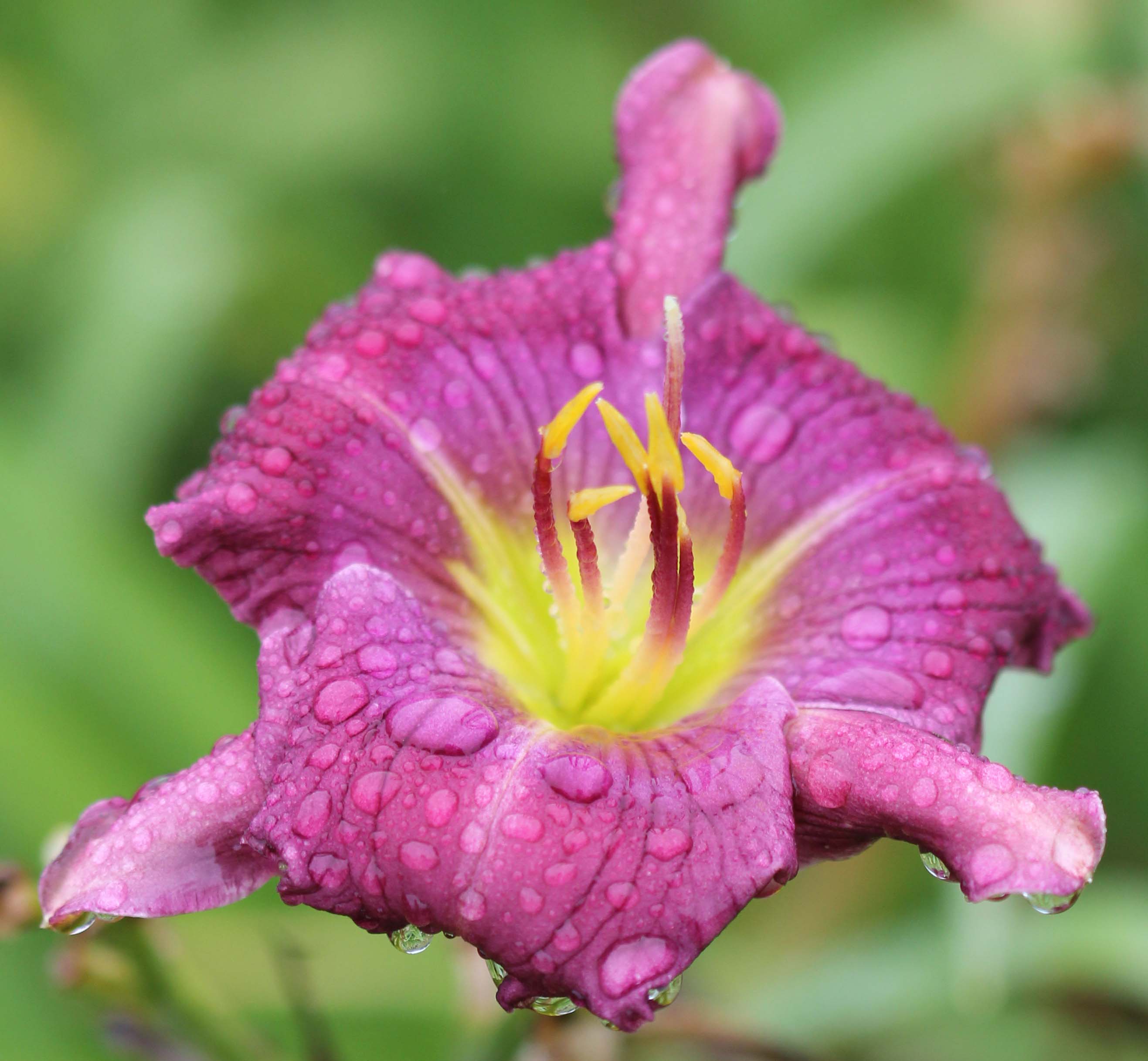 Nature's Purple Butterfly